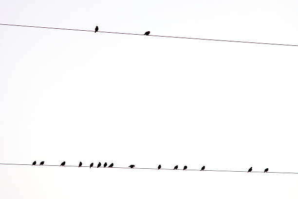 istock Group of birds on a electric wire 118008824