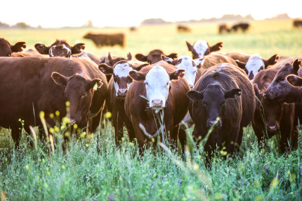 istock Cow in its inhabit 1180089230