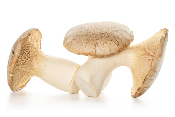 istock King trumpet mushroom isolated on white 1180089536
