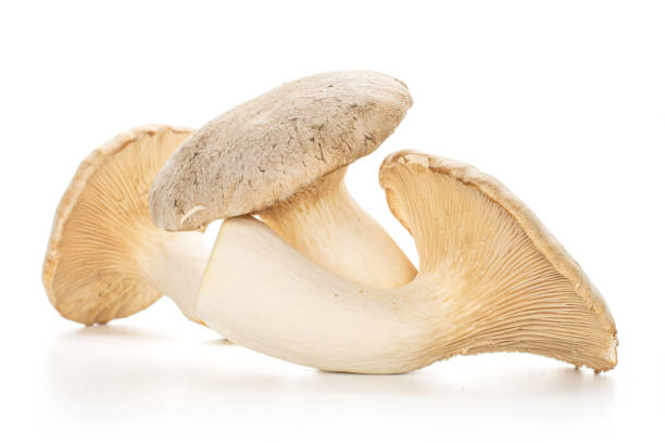 istock King trumpet mushroom isolated on white 1180089569