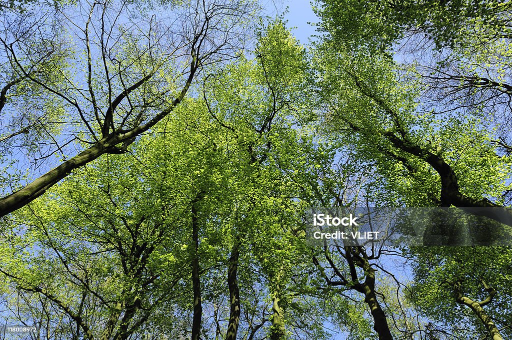 Wiosna drzewa - Zbiór zdjęć royalty-free (Bez ludzi)