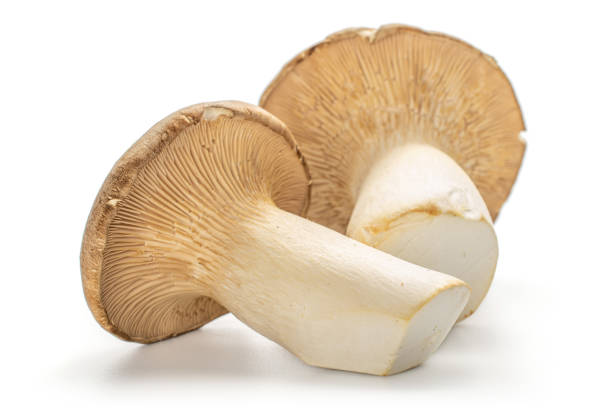 istock King trumpet mushroom isolated on white 1180089728