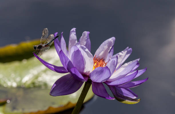 istock Great Blue Skimmer Dragonfly Libellula vibrans  on Purple and white water lily Nymphaea 1180092357