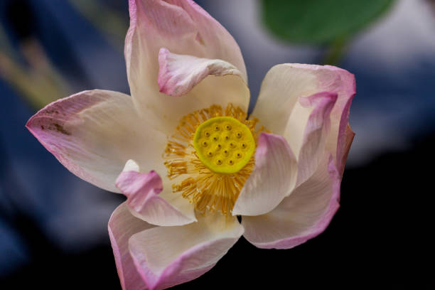 istock Pink lotus flower Nymphaea nelumbo 1180092514