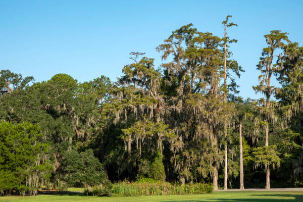 istock South Carolina low country. 1180094706