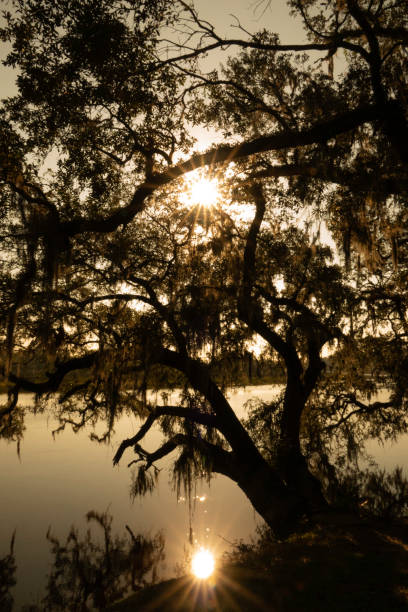 istock South Carolina low country. 1180094727