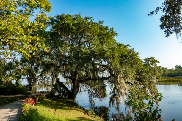 istock South Carolina low country. 1180094767