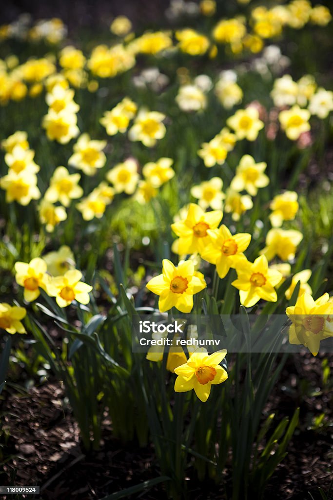 Daffodils  Agricultural Field Stock Photo