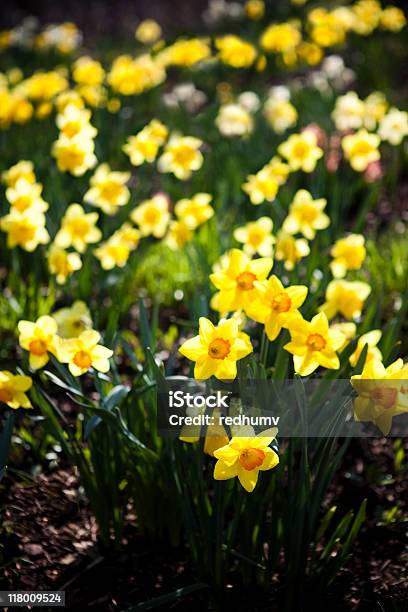 Daffodils Stock Photo - Download Image Now - Agricultural Field, Backgrounds, Beauty