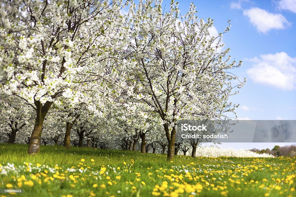 Cherry blossoms - Lizenzfrei Baum Stock-Foto