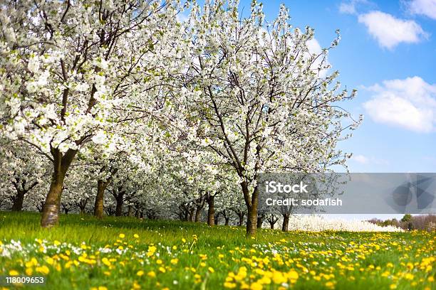 Cherry Blossoms Stockfoto und mehr Bilder von Baum - Baum, Baumblüte, Blau