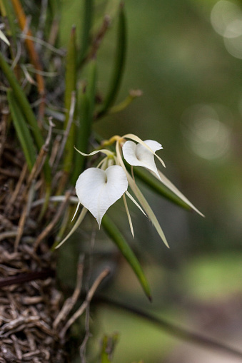 White Lady-of-the-Night Orchid Brassavola nodosa blooms and grows on a tree in a tropical garden.