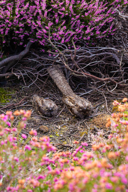 Nightjar family Mother and juvenile Nightjars sitting side-by-side in small clearing amongst flowering heather. european nightjar caprimulgus europaeus stock pictures, royalty-free photos & images