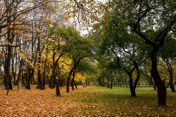istock Green and orange leaves in autumn forest 1180099120