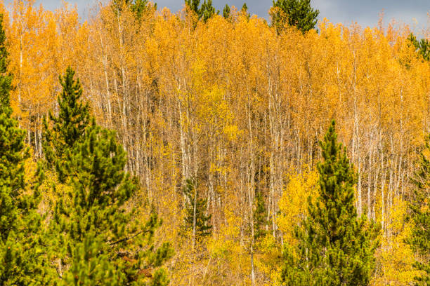 istock Yellow Aspens in Colorado 1180100247
