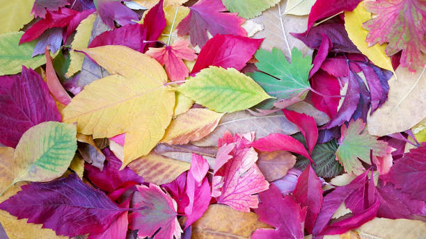 colorful autumn leaves in the forest