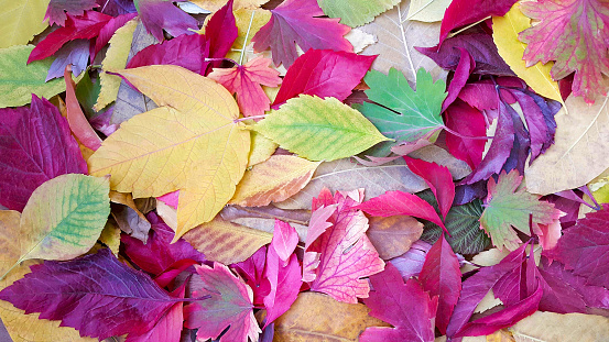 colorful autumn leaves in the forest, the ground is completely covered with beautiful leaves, colored backgrounds