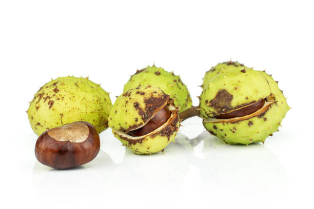 istock Green autumn chestnut isolated on white 1180100332
