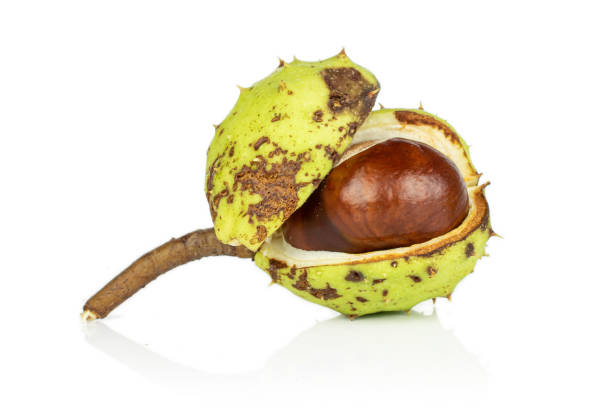 istock Green autumn chestnut isolated on white 1180100421