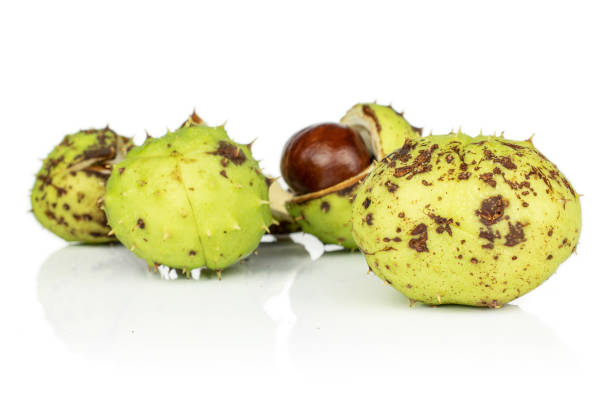 istock Green autumn chestnut isolated on white 1180100425