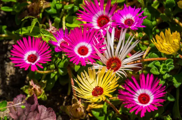 Photo of beautiful and colorful ice plant flowers in bloom, nature background, popular tropical ornamental garden plant