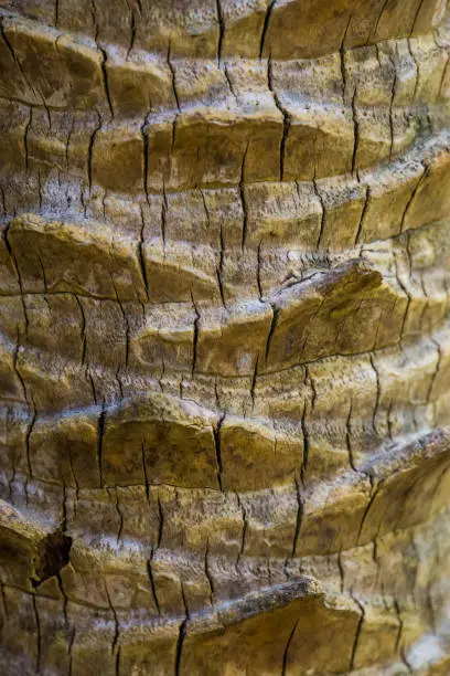 Photo of closeup texture of a palm tree trunk, tropical nature background, Details of exotic plant species