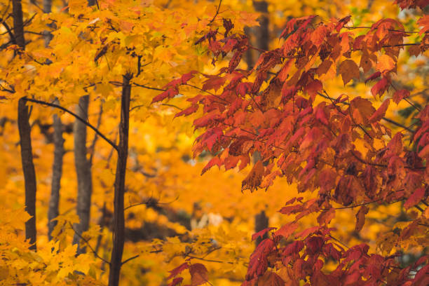 Red, yellow and orange colored maple leafs in the fall season