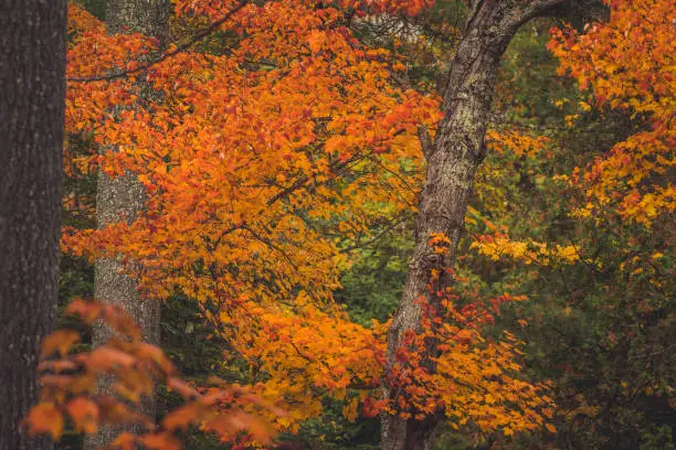 Red, yellow and orange colored maple leafs in the fall season