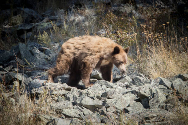 istock Brown bear walking on the rocks. 1180104691