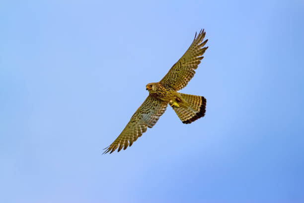 ptak drapieżny. latający ptak. błękitne niebo tła. sokół: mała pustułka. falco naumanni. - kestrel hawk beak falcon zdjęcia i obrazy z banku zdjęć