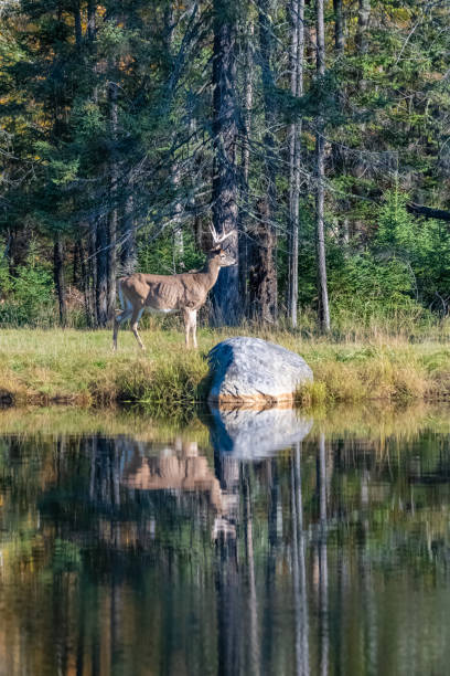 istock Canada, a deer standing in the forest 1180105532