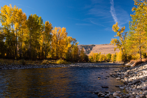 Fall colors explode on the landscape as black cottonwood (Populus trichocarpa), quaking aspen (Populus tremuloides), thin-leaf alder (Alnus incana), and water birch (Betula occidentalis) glow along the banks of the Methow RIver in North-Central Washington, at the foot of the Cascade Mountains.