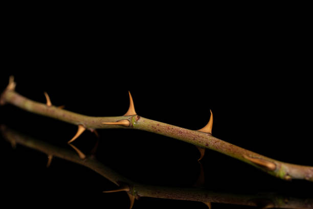 A conceptual image of a crown of thorns, representing the crucifixion of Jesus Christ from the Bible story celebrated at the Easter holiday.