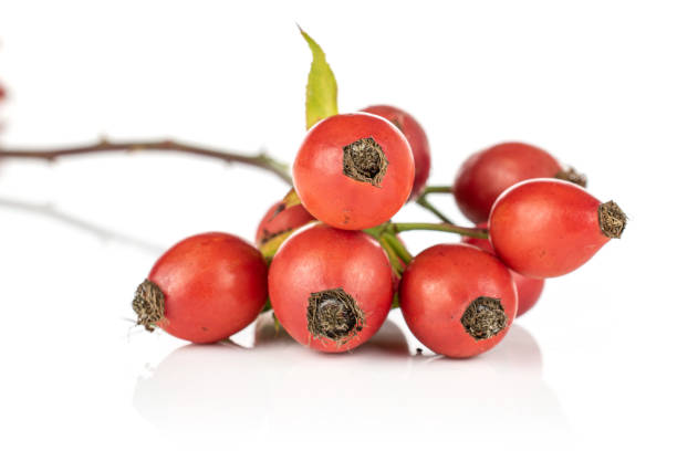 istock Fresh red rosehip isolated on white 1180108742