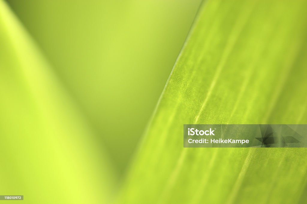 Green leaf background.  Abstract Stock Photo