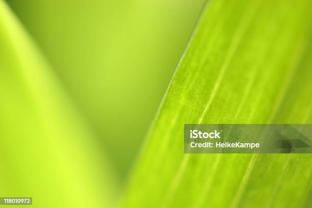 Green Leaf Background Stock Photo - Download Image Now - Abstract, Backgrounds, Close-up