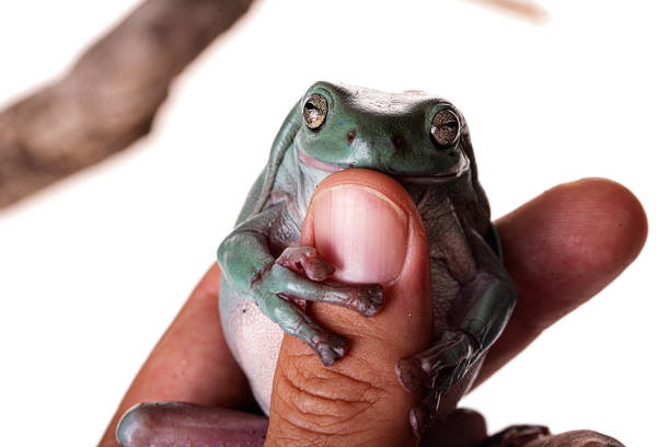 australian green tree frog lub dumpy tree frog, litoria caerulea - whites tree frog zdjęcia i obrazy z banku zdjęć