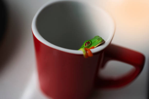 istock Red Eyed Tree Frog in a red cup 1180112397