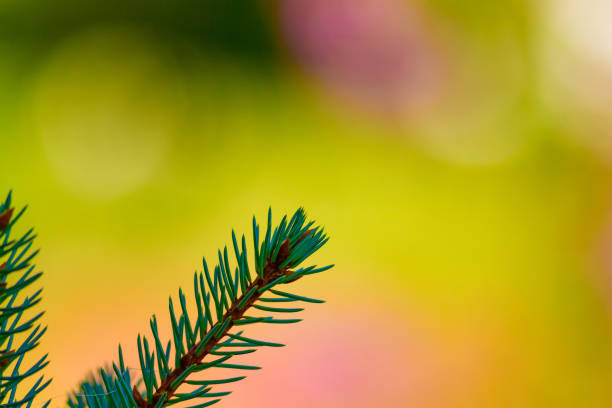 istock Pine tree. Green tree. Purple backgroung. 1180113602