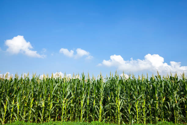 istock The corn in the field 1180115200