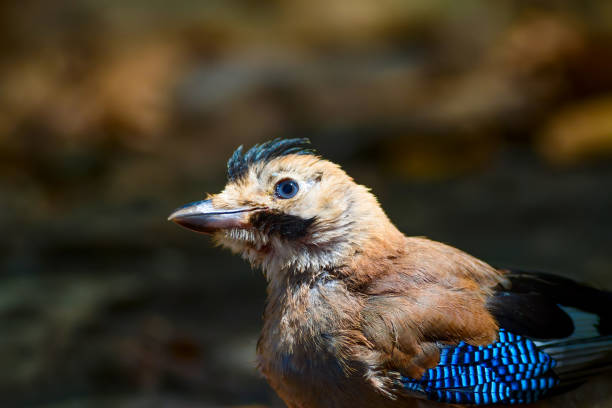 istock Cute crow. Eurasian Jay. Garrulus glandarius. Nature background. 1180115831