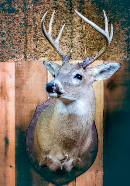 una testa di cervo con corna appese a pareti di legno rustiche - deer stag wall animal head foto e immagini stock