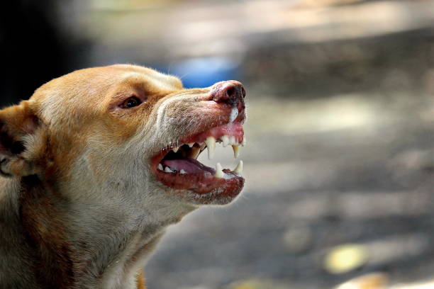 The ferocious dog saw terrifying teeth and chewing.