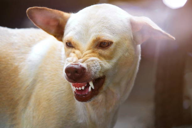 The ferocious dog saw terrifying teeth and chewing.