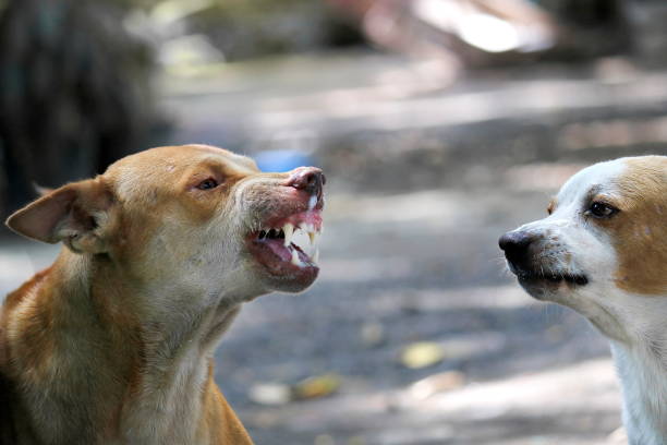 istock The ferocious dog saw terrifying teeth and chewing. 1180115889