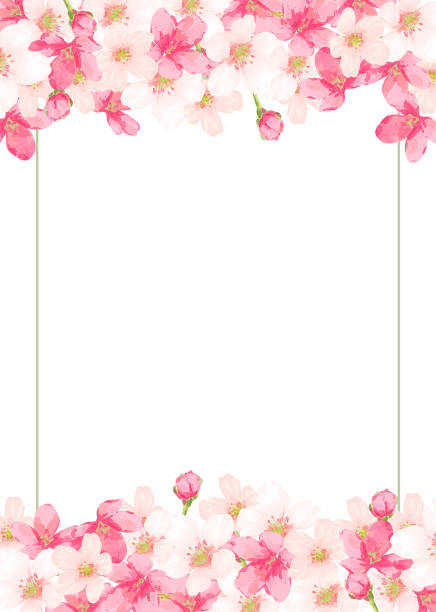 ilustrações de stock, clip art, desenhos animados e ícones de cherry blossom frame (vector) - frame flower ornamental garden beauty in nature