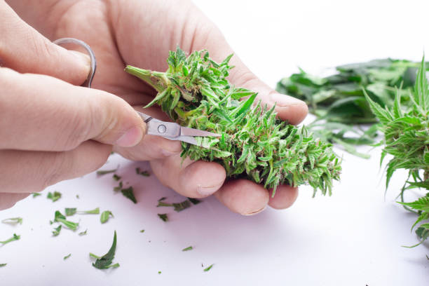 istock trimming a ripened cannabis bud,harvesting and processing marijuana 1180127568