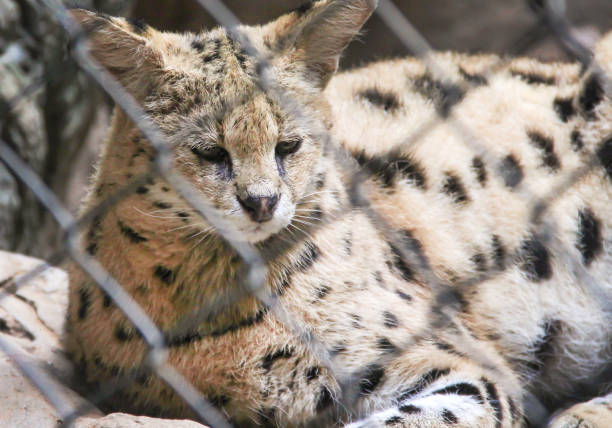 istock Single african serval cat or Leptailurus serval in cage background 1180127622