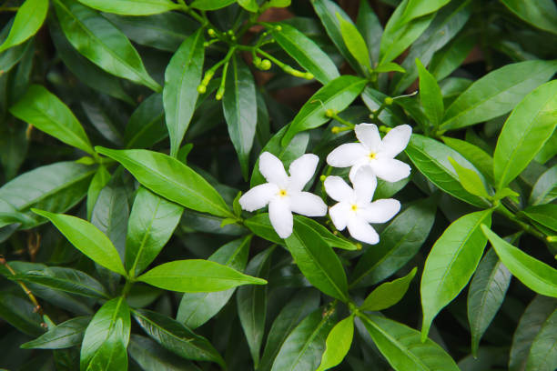 Jasmine bush in bloom