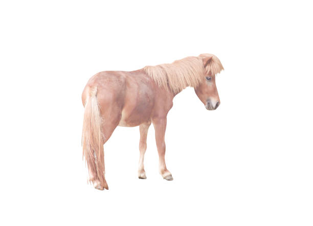 istock Dwarf horse single animal isolated on white background 1180128612